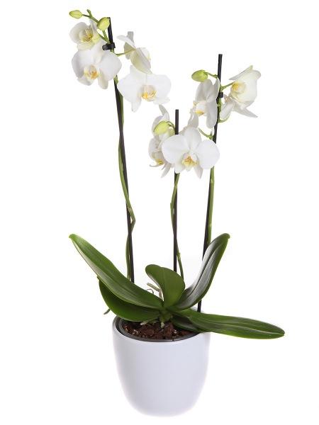 Valkoinen perhoskämmekkä- orkidea